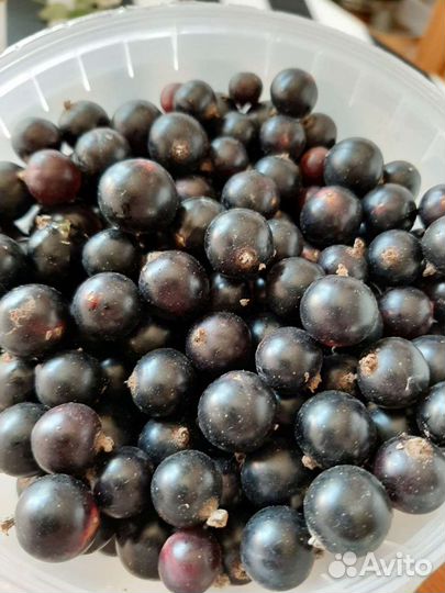 Ягода Крыжовника, черной смородины