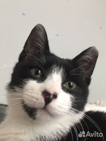 Кошка в дар бесплатно