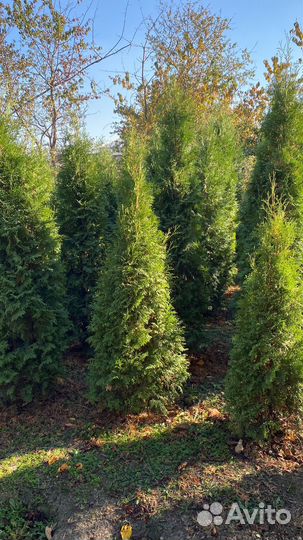 Туи колумна