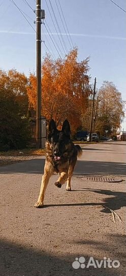 Немец Вязка