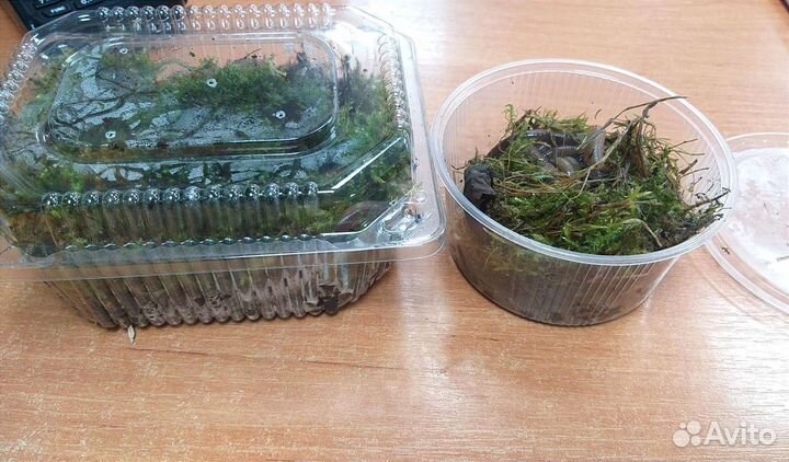 Червь выползок, для рыбалки