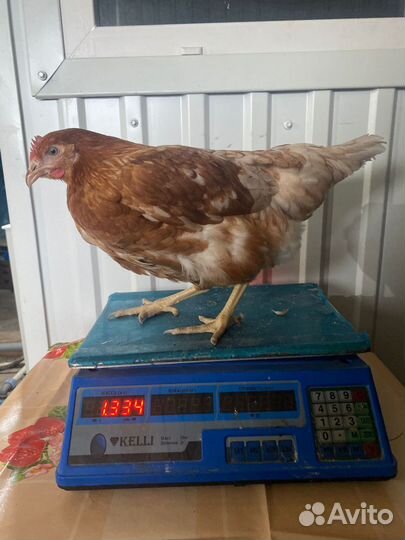 Куры Несушки