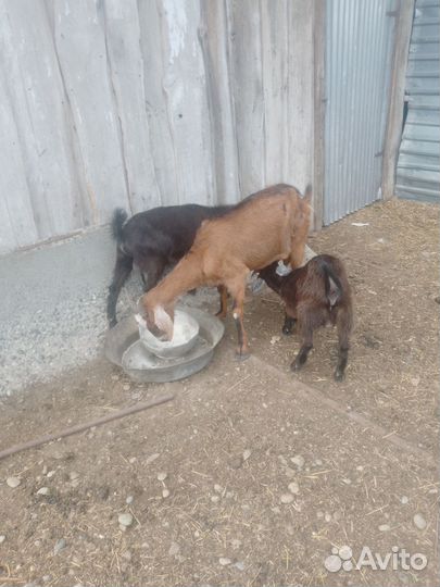 Продается коза и два козлика