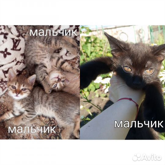 Кошки