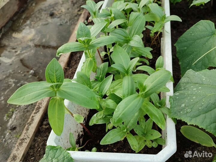 Рассада цветов циния