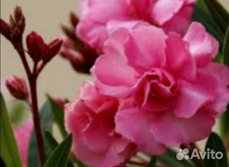 Олеандр махровый