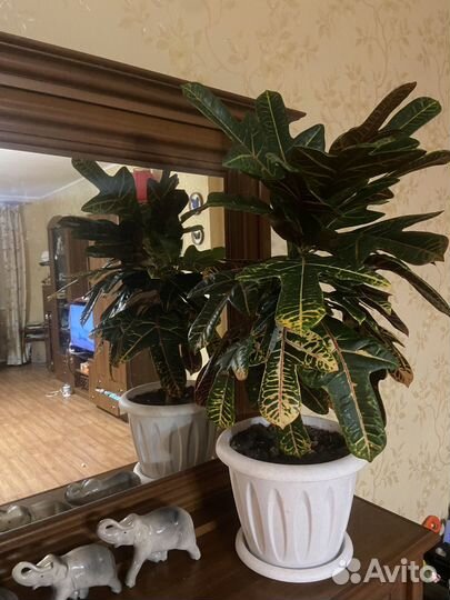 Кротон экселент