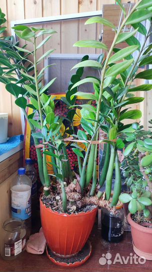 Замиокулькас