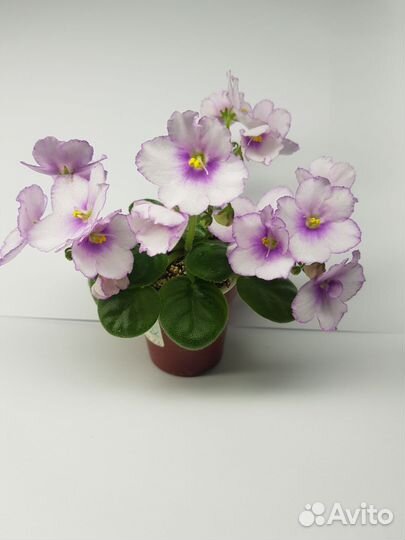 Набор листов фиалки, 7 сортов