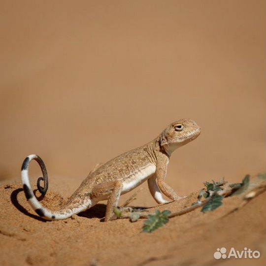 Круглоголовка вертихвостка