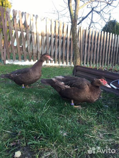 Яйцо индоутки Шоколад (Красный бык)