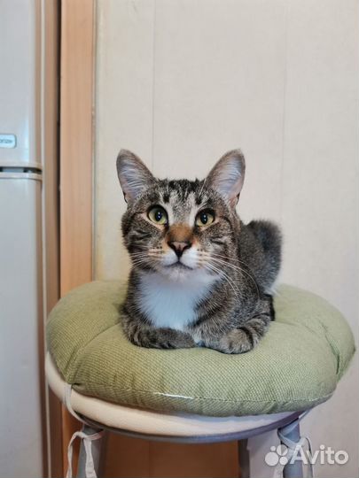 Кот бурундук