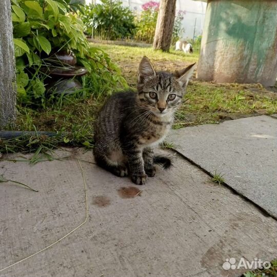 Котик и кошечка