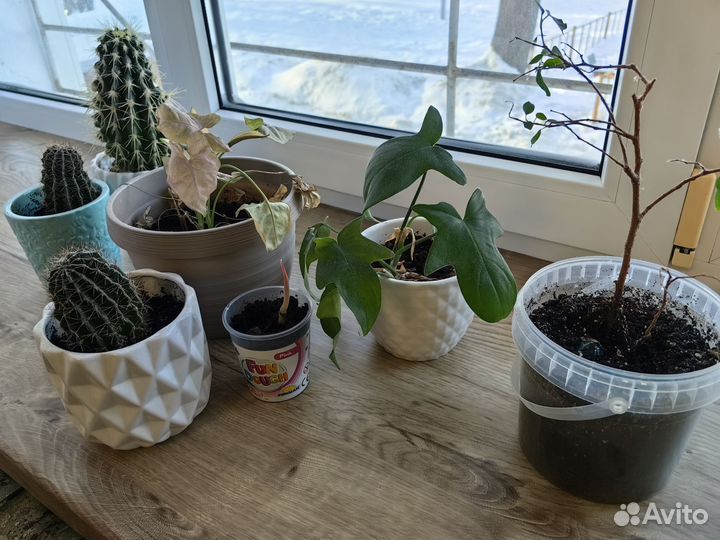 Цветы комнатные