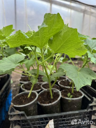 Рассада огурцов