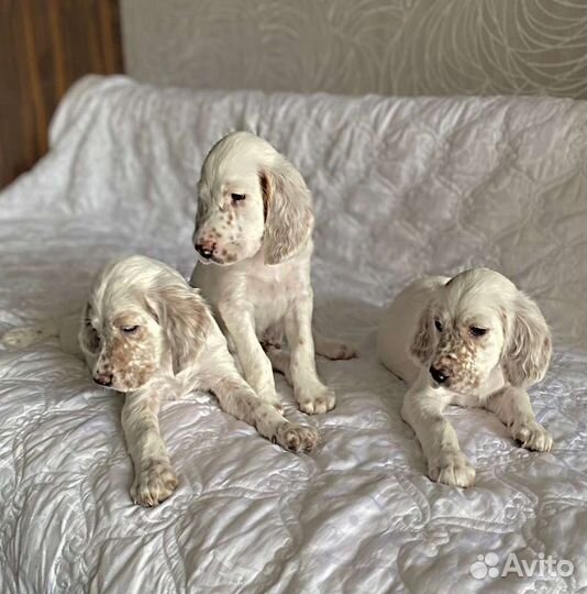 Высокопородные Аристо щенки Английского сеттера