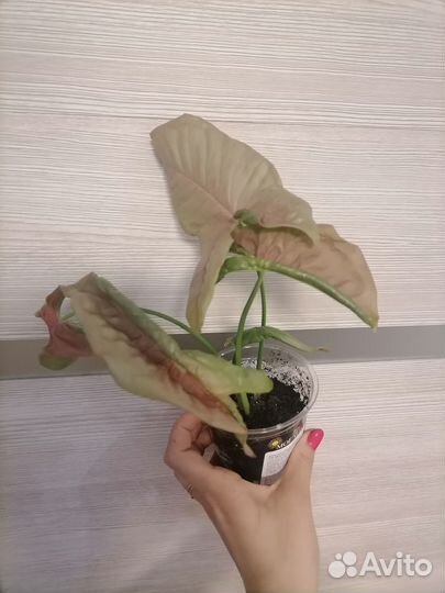 Продам цветы комнатные