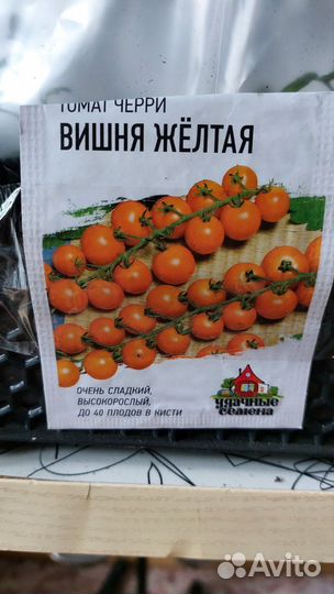 Рассада помидор, черри