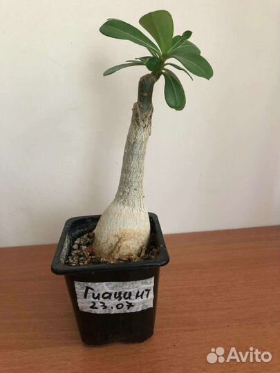 Адениум. Прививки