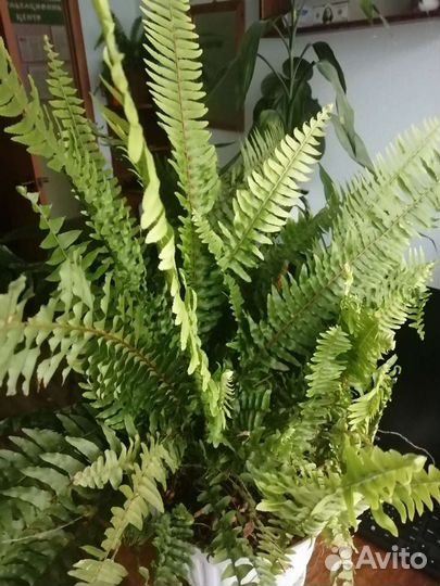 Папоротник