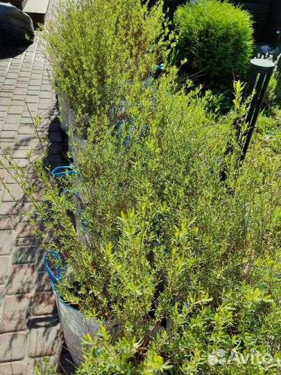 Ива шаровидная