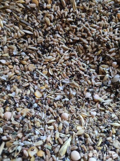 Зерносмесь отход