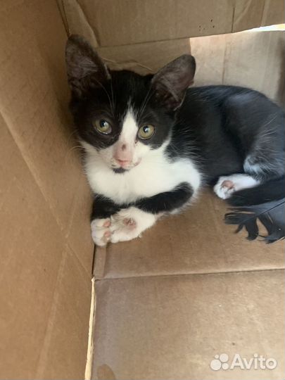 Кошка в дар