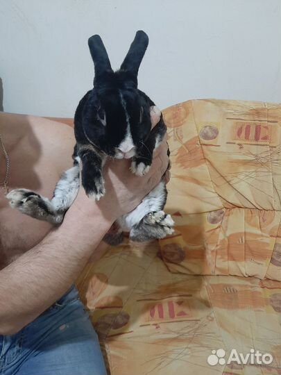 Вязка кролика