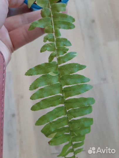 Папоротник вариегатный Тайгер