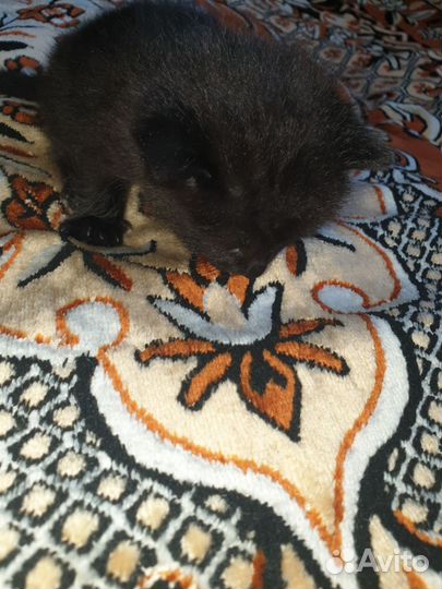 Британские котята