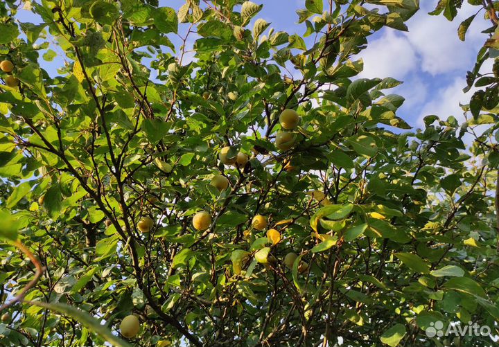 Саженцы, цветы многолетники