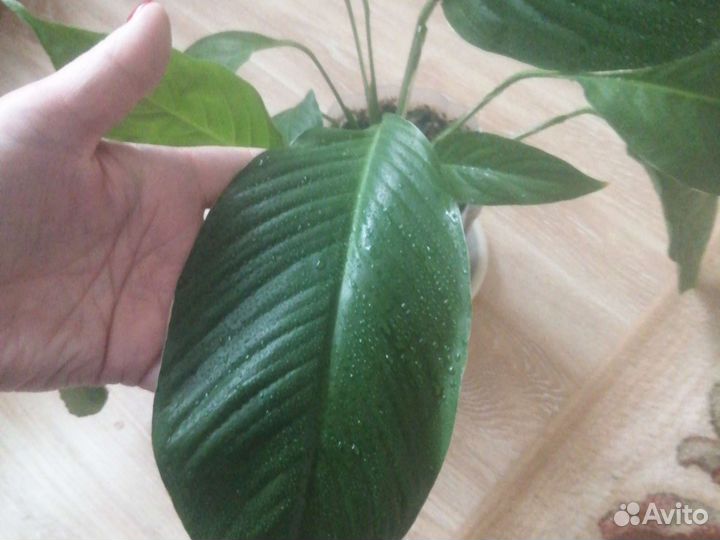 Спатифиллум разные сорта