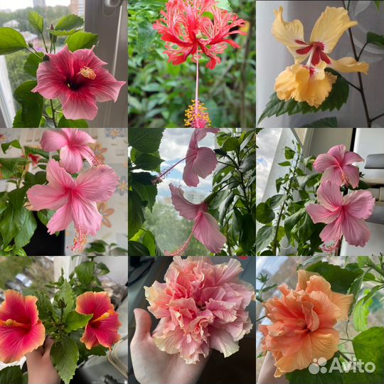 Сортовые Гибискусы
