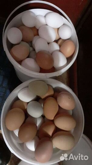 Домашние куриные яйца, чеснок