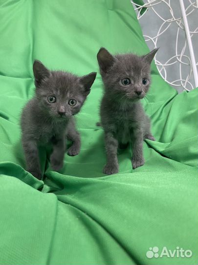 Котята даром в добрые руки