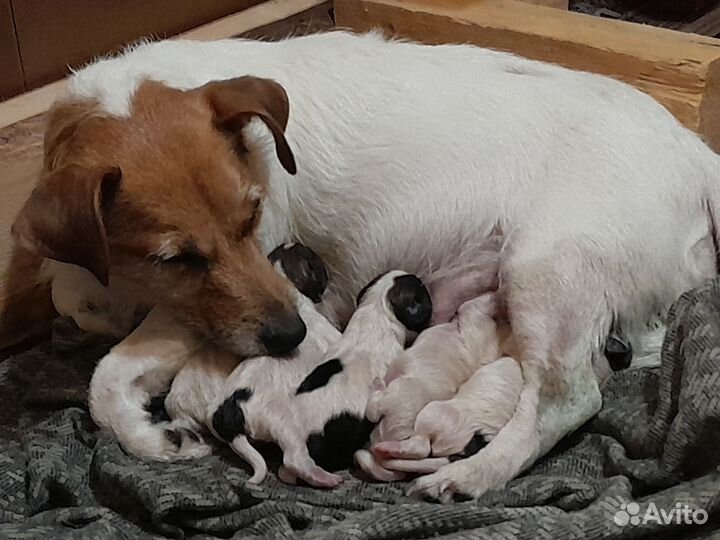 Щенки джек Рассел терьер