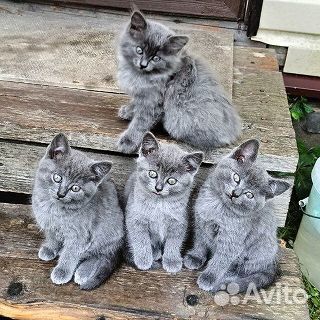 Пушистые котята девочки