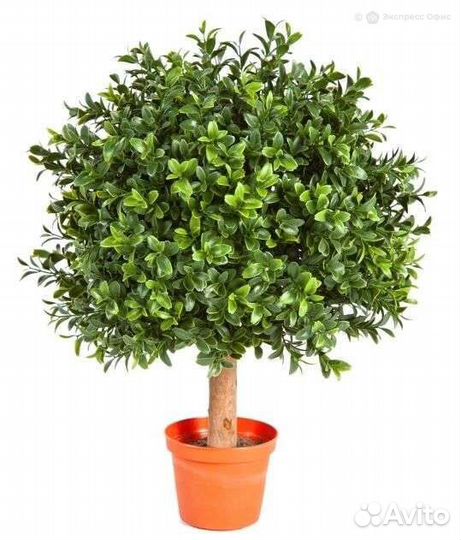 Самшит Шар уличный новый 45 см