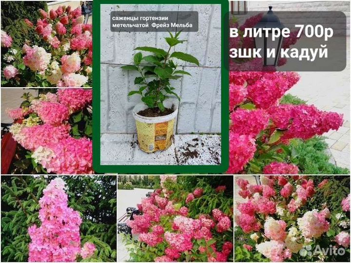 Растения для сада гортензии