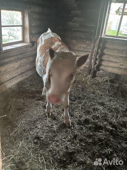 Бычки телята