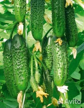 Арктика,Кураж,Ратник семена