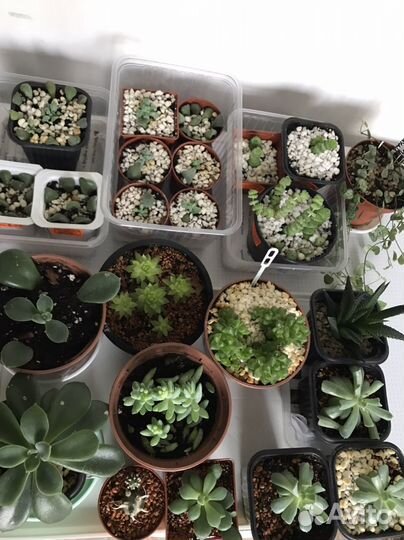 Суккуленты,Эписции,Эхеверии,Переския