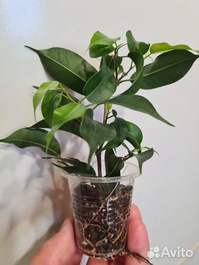 Комнатные цветы. Традесканция, фикус