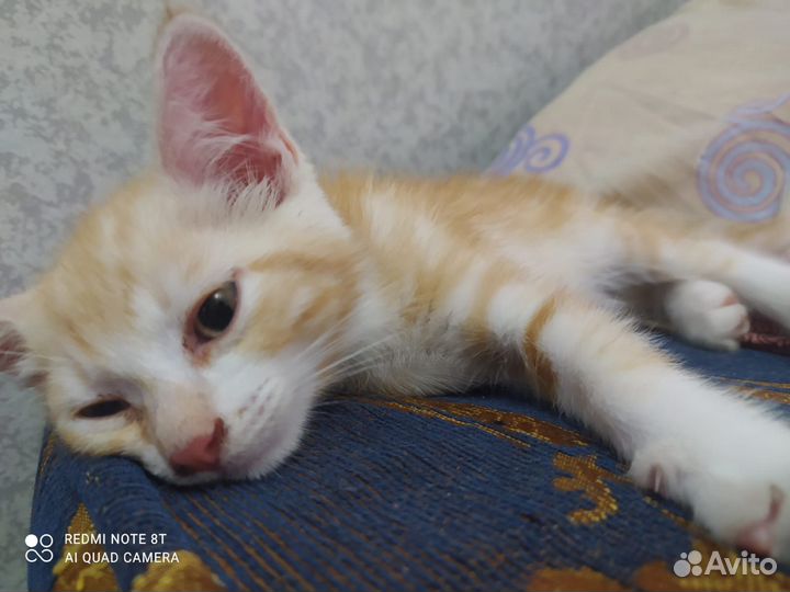 Рыжий мраморный котенок в дар