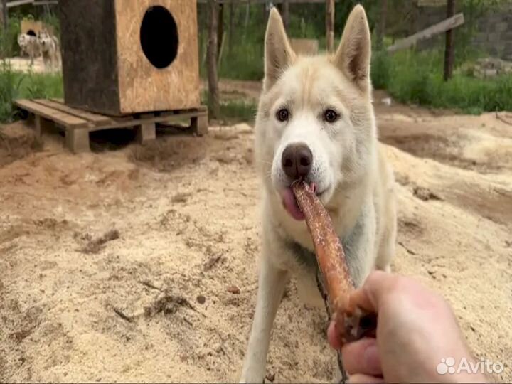 Бычий корень. Фермерское