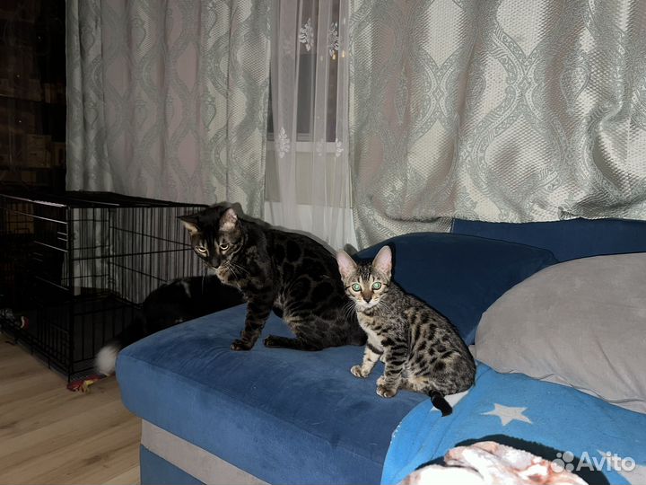 Бенгальская девочка в любимцы