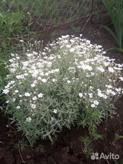 Многолетние цветы