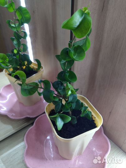 Фикус кудрявый