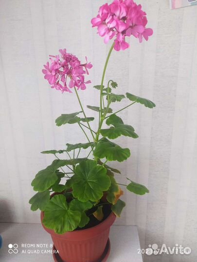 Герань пеларгония