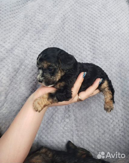 Йоркширский терьер